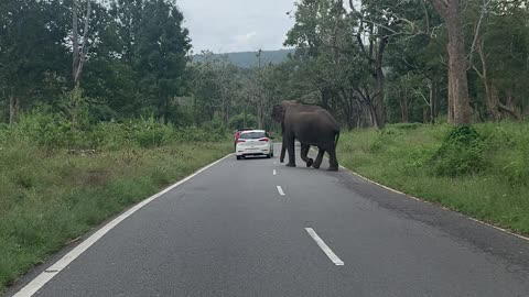 Traffic Waits for Pedestrian with Tusks