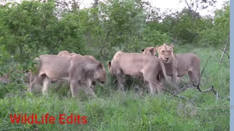 Lions attack cheeta