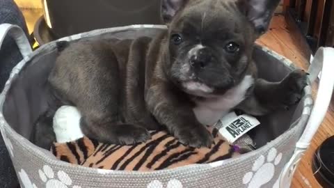 Cachorro de Bulldog Francés extremadamente feliz con nuevo balde de juguetes