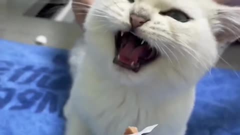 Hilarious Cat Reactions: Priceless and Purr-fect