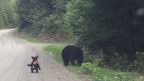 A Momma Bear and Her Baby