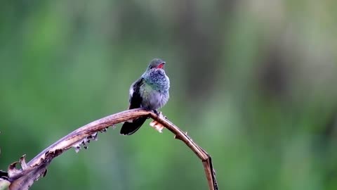 The Hummingbird