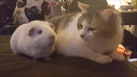 Affectionate Guinea Pig Hanging Out with a Cat