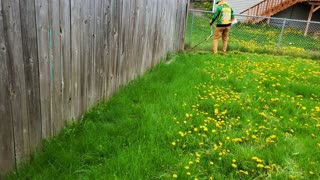 OVERGROWN Lawn INFESTED With Dandelions Gets A Satisfying TRANSFORMATION