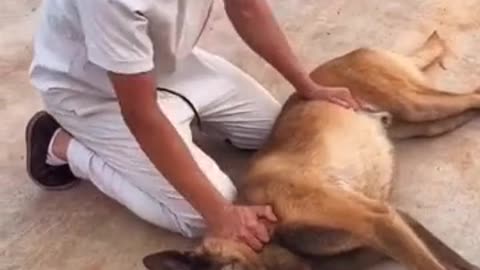 How To Tran Your Dog|Dog Training Video|Dog Sad Moment