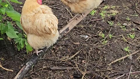 OMC! How happy chickens relax after a long day of being chickens.