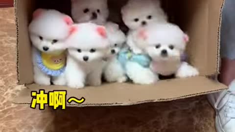 Baby Cute and Funny Dog Video