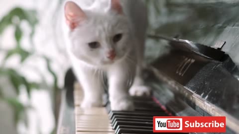 Can this cat play piano funny animal