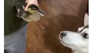 Duckling and dog encounter