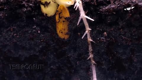 Root Growth Timelapse Soil Cross Section