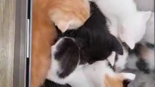 cute cats playing in container