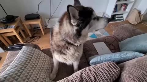 Husky does the Cutest thing when he gets Mad