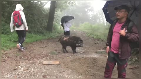 Strange Wild boar
