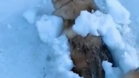 Funny Dogs in Snow 2022 Video Clips