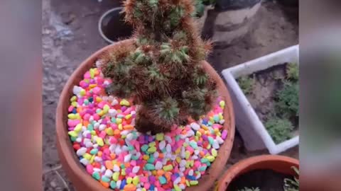 Watch the beauty of the cactus inside the pot