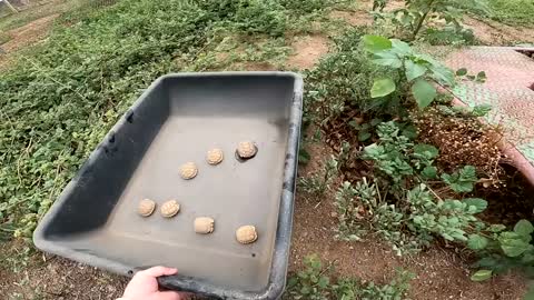 Baby Tortoises Hatching Out of the Ground-16