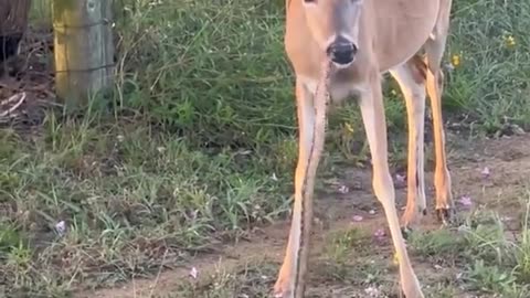 Deer Chewing On A Snake Like It's Bubble Tape