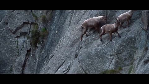 MOUNTAIN GOATS - These Creatures Don’t Care About The Laws Of Physics Despite Their Hooves2