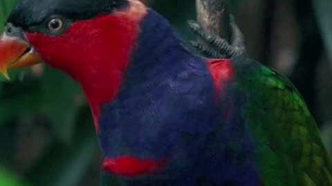 Color parrot video