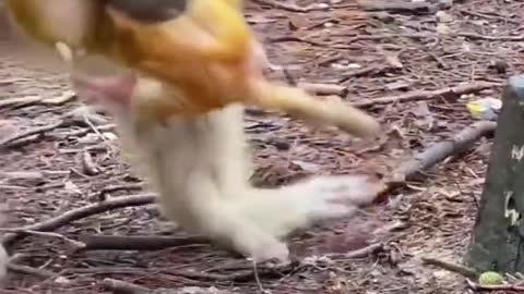 Mom teaching baby to walk... 🐵🙈