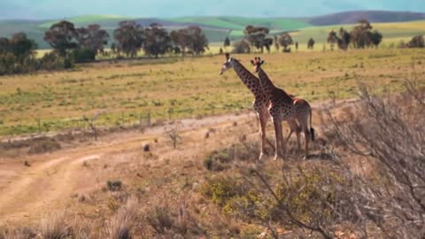 Giraffes on the Wild