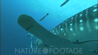 Whale Shark Swims Head On, Passes Closely
