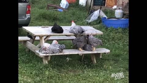 Chickens sitting on picnic table