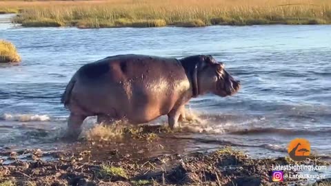 Hippo attack on 3 lions in river,viral,