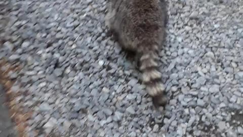 Point Defiance in Tacoma, Washington having fun with a racoon. 6/22/23