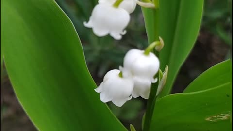 The lilly of the valley