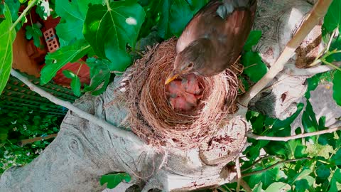 Black Bird A Love Story-12