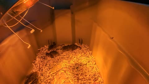 Time lapse of 3 week old guinea chickens napping