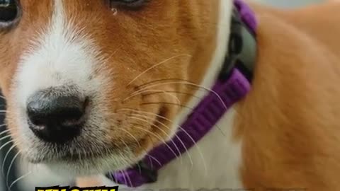 Amazing Facts About Dogs That Will Surprise You! #dogs #pets #petlover #shortvideo #love