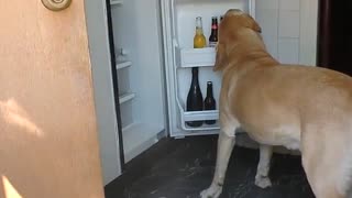 Dog Brings Its Owner A Beer Bottle From The Fridge
