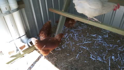 17- Chickens Happy Chaps, 3-ISA Browns and 3-White Hybrids