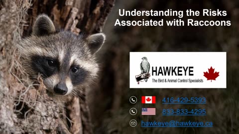 Understanding the Risks Associated with Raccoons