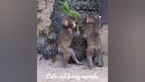 Cute and funny animals