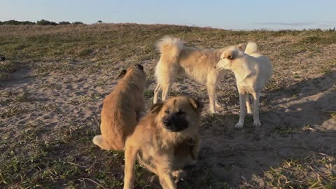 Stray Dogs in Japan 🐕