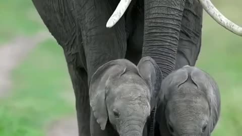 Baby elephant with mother elephant #wild life #animal #elephant