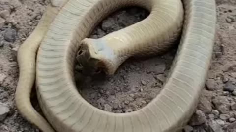 hognose snake playing dead