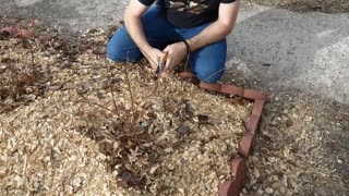 How To - Pruning Blueberries