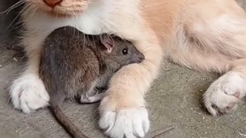 friendly cat and mouse