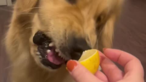 Golden Has Love-Hate Relationships With Lemon