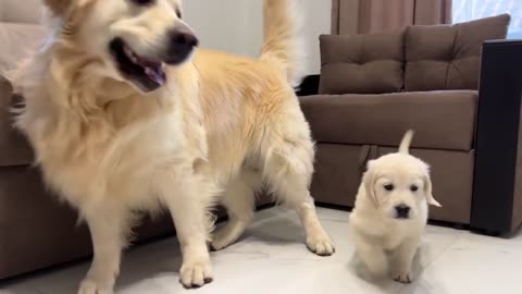 Funny dog Reacts to Puppy #Golden Retriever Reacts to Puppy #shortvideo #topviral