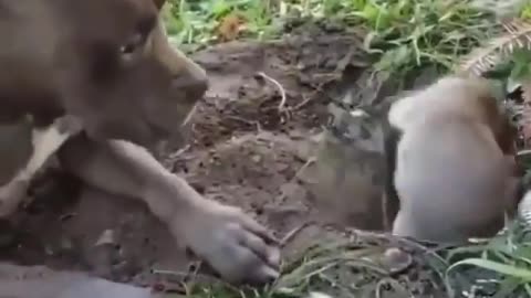 Funny Animal Videos. I Just wanna Play?