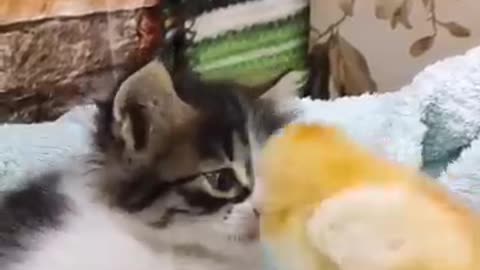 Animals funny video cute 🐤and🐱