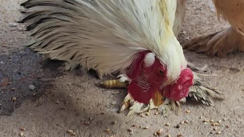 The largest huge chicken in the world, nicknamed the Brahma chicken