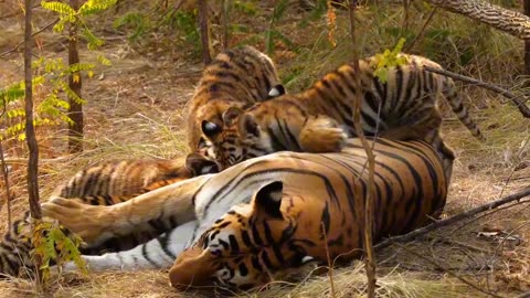.Follow Tiger mums Spotty and as they struggle to keep their new born cubs safe.Part 5
