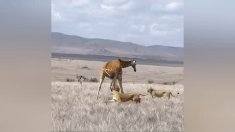 lions attack giraffe cubs