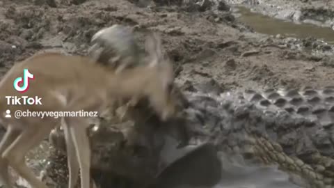 Ataque de Cocodrilo Gigante a Impala en ríos africanos